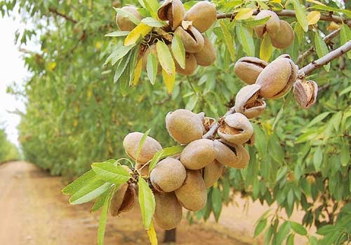 خرید نهال بادام شاهرودی