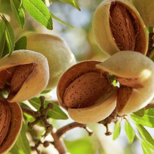 خرید نهال بادام مقنا