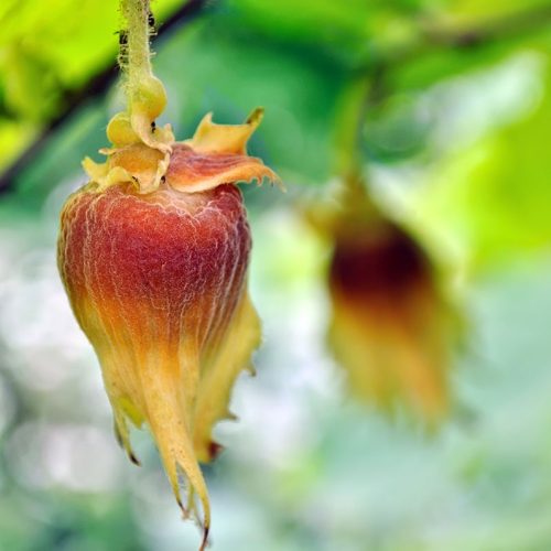 خرید نهال فندق باتلر