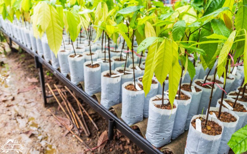 بهترین سن خرید نهال؛نهال چند ساله بخریم بهتر است؟