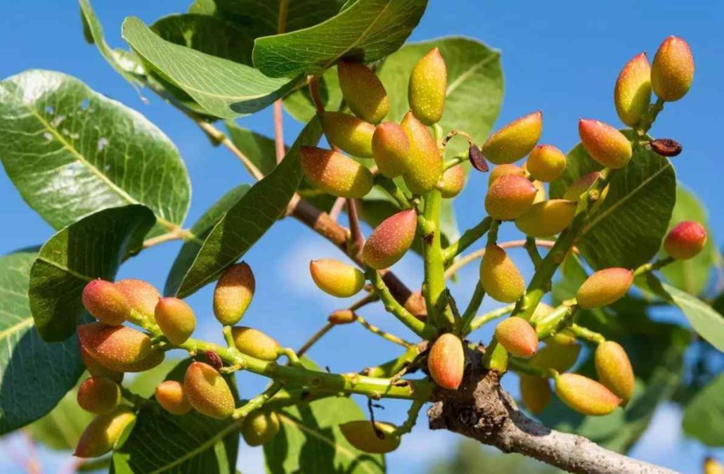 بررسی نهال‌ پربازده پسته؛ کدام رقم اقتصادی‌ تر است؟ (احمدآقایی، اکبری، کله قوچی)