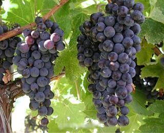 نهال انگور امپرور