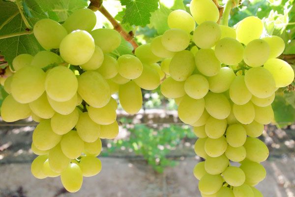 خرید نهال انگور ویکتوریا 