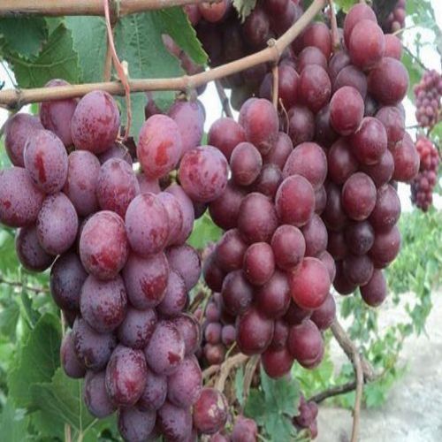 خرید نهال انگور ویکتوریا