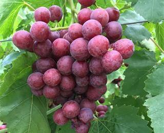 خرید نهال انگور شاهرودی