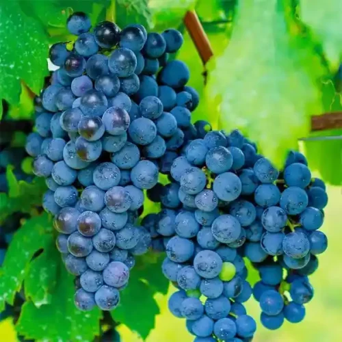 خرید نهال انگور ازبک